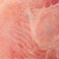 Equilibrium Curing for BBQ Cuts: Safe Percentages and Timing